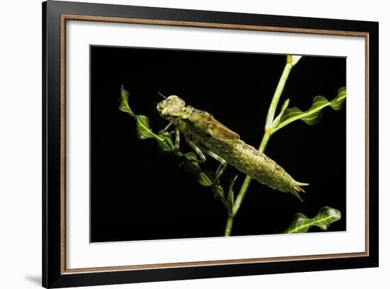 Aeschne Sp. - Larva-Paul Starosta-Framed Photographic Print