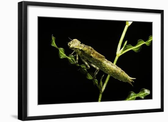 Aeschne Sp. - Larva-Paul Starosta-Framed Photographic Print