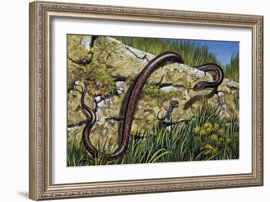 Aesculapian Snake (Zamenis Longissimus or Elaphe Longissima), Colubridae-null-Framed Giclee Print