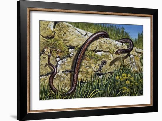 Aesculapian Snake (Zamenis Longissimus or Elaphe Longissima), Colubridae-null-Framed Giclee Print