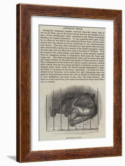 Afghan Bear-null-Framed Giclee Print