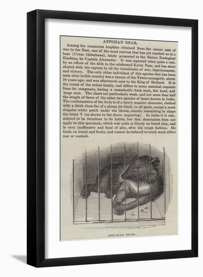 Afghan Bear-null-Framed Giclee Print