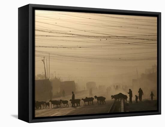 Afghan Herders Lead Their Livestodk Across a Road in Kabul, Afghanistan, Monday, Oct 9, 2006-Rodrigo Abd-Framed Premier Image Canvas