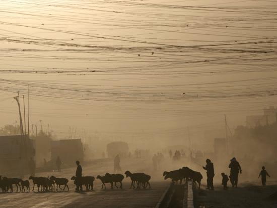 Afghan Herders Lead Their Livestodk Across a Road in 
