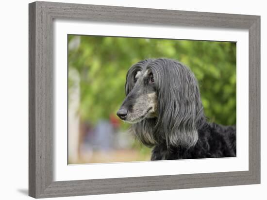 Afghan Hound 02-Bob Langrish-Framed Photographic Print