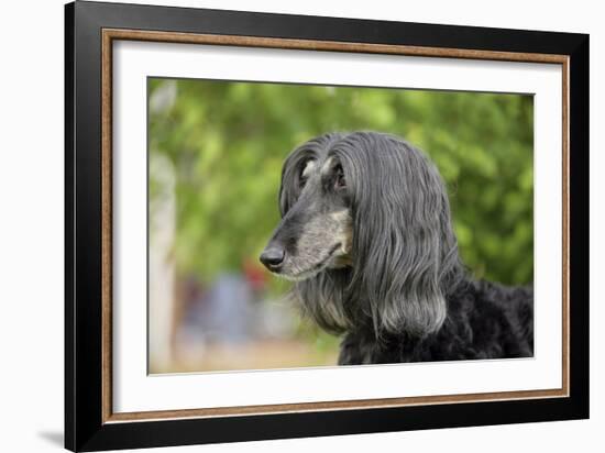 Afghan Hound 02-Bob Langrish-Framed Photographic Print