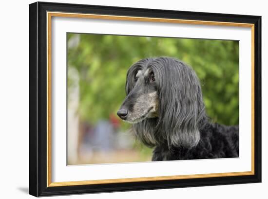 Afghan Hound 02-Bob Langrish-Framed Photographic Print