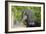 Afghan Hound 02-Bob Langrish-Framed Photographic Print