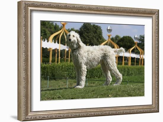 Afghan Hound 08-Bob Langrish-Framed Photographic Print