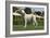 Afghan Hound 08-Bob Langrish-Framed Photographic Print