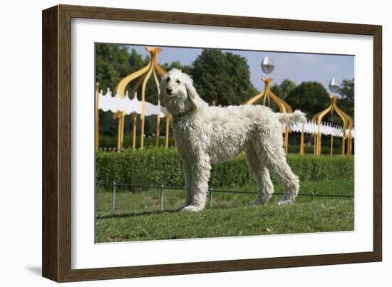 Afghan Hound 08-Bob Langrish-Framed Photographic Print