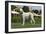 Afghan Hound 08-Bob Langrish-Framed Photographic Print