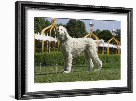 Afghan Hound 08-Bob Langrish-Framed Photographic Print