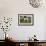 Afghan Hound 08-Bob Langrish-Framed Photographic Print displayed on a wall