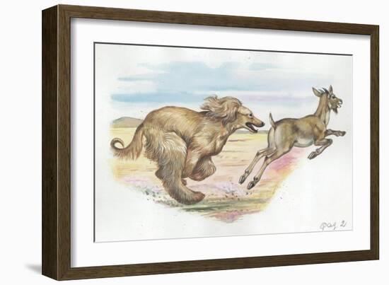 Afghan Hound Canis Lupus Familiaris Chasing Goat-null-Framed Giclee Print