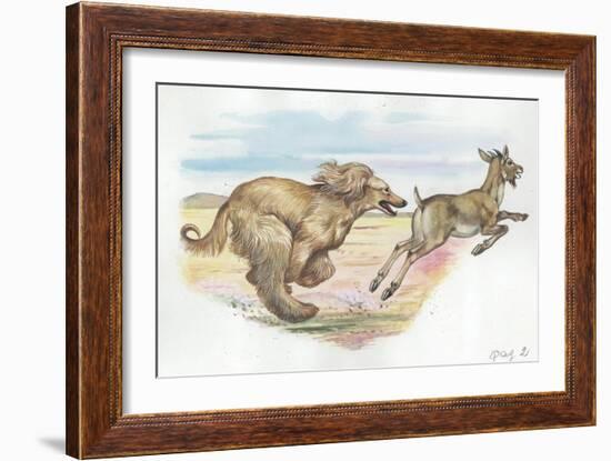 Afghan Hound Canis Lupus Familiaris Chasing Goat-null-Framed Giclee Print