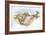 Afghan Hound Canis Lupus Familiaris Chasing Goat-null-Framed Giclee Print