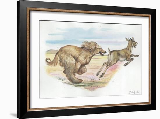 Afghan Hound Canis Lupus Familiaris Chasing Goat-null-Framed Giclee Print