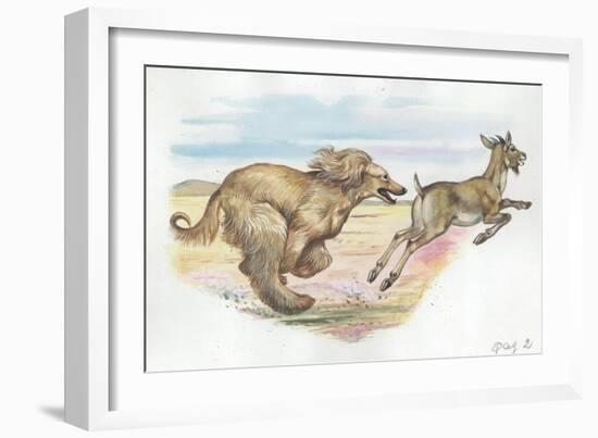 Afghan Hound Canis Lupus Familiaris Chasing Goat-null-Framed Giclee Print