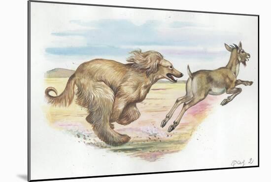 Afghan Hound Canis Lupus Familiaris Chasing Goat-null-Mounted Giclee Print
