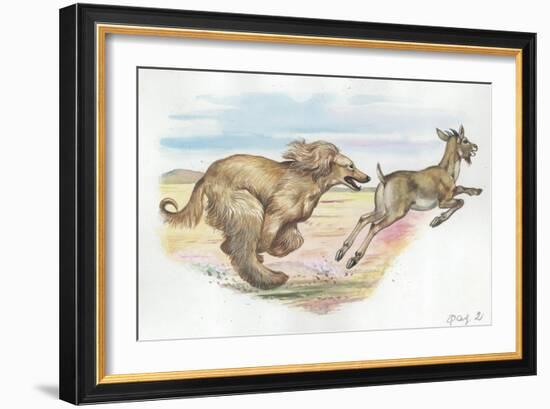 Afghan Hound Canis Lupus Familiaris Chasing Goat-null-Framed Giclee Print