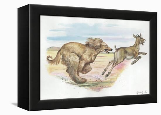 Afghan Hound Canis Lupus Familiaris Chasing Goat-null-Framed Premier Image Canvas