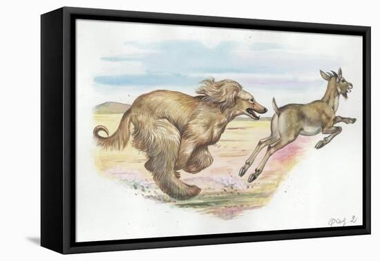 Afghan Hound Canis Lupus Familiaris Chasing Goat-null-Framed Premier Image Canvas