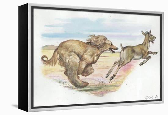 Afghan Hound Canis Lupus Familiaris Chasing Goat-null-Framed Premier Image Canvas