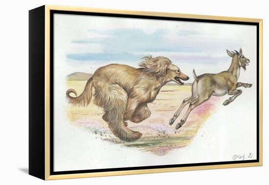 Afghan Hound Canis Lupus Familiaris Chasing Goat-null-Framed Premier Image Canvas