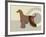 Afghan Hound Dog-Adefioye Lanre-Framed Giclee Print