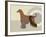 Afghan Hound Dog-Adefioye Lanre-Framed Giclee Print