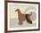 Afghan Hound Dog-Adefioye Lanre-Framed Giclee Print