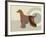 Afghan Hound Dog-Adefioye Lanre-Framed Giclee Print