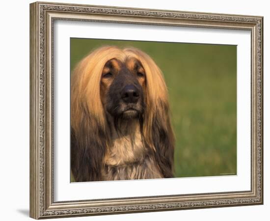 Afghan Hound Face Portrait-Adriano Bacchella-Framed Photographic Print