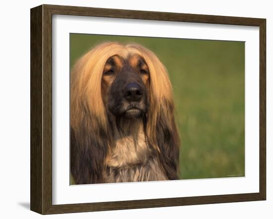 Afghan Hound Face Portrait-Adriano Bacchella-Framed Photographic Print