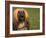 Afghan Hound Face Portrait-Adriano Bacchella-Framed Photographic Print