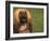 Afghan Hound Face Portrait-Adriano Bacchella-Framed Photographic Print