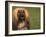 Afghan Hound Face Portrait-Adriano Bacchella-Framed Photographic Print