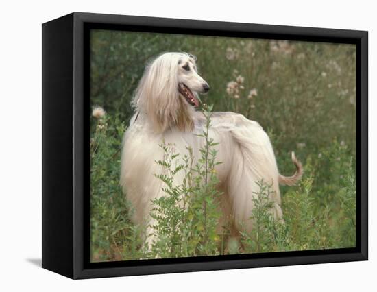 Afghan Hound Looking Back-Adriano Bacchella-Framed Premier Image Canvas