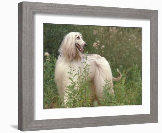 Afghan Hound Looking Back-Adriano Bacchella-Framed Photographic Print