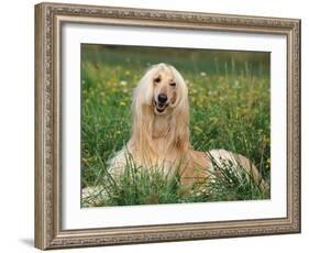 Afghan Hound Lying in Grass-Adriano Bacchella-Framed Photographic Print