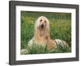 Afghan Hound Lying in Grass-Adriano Bacchella-Framed Photographic Print