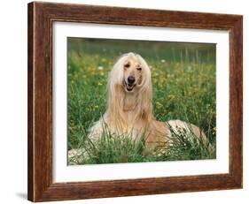 Afghan Hound Lying in Grass-Adriano Bacchella-Framed Photographic Print