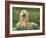 Afghan Hound Lying in Grass-Adriano Bacchella-Framed Photographic Print