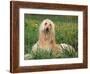 Afghan Hound Lying in Grass-Adriano Bacchella-Framed Photographic Print