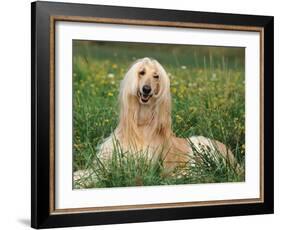 Afghan Hound Lying in Grass-Adriano Bacchella-Framed Photographic Print