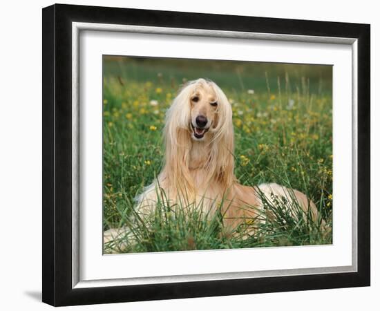 Afghan Hound Lying in Grass-Adriano Bacchella-Framed Photographic Print