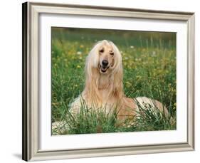 Afghan Hound Lying in Grass-Adriano Bacchella-Framed Photographic Print