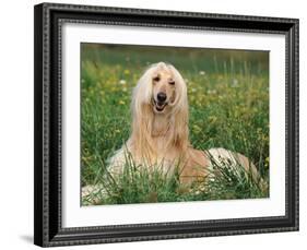 Afghan Hound Lying in Grass-Adriano Bacchella-Framed Photographic Print