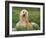 Afghan Hound Lying in Grass-Adriano Bacchella-Framed Photographic Print